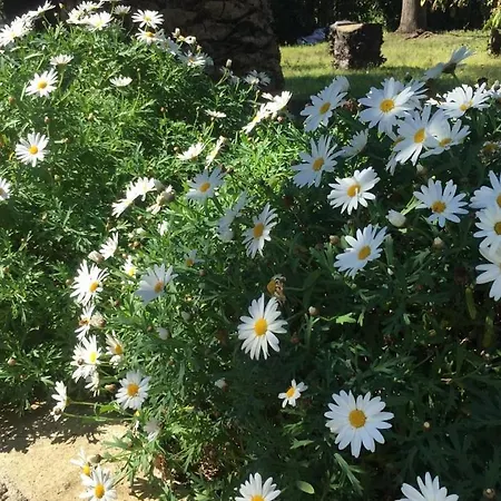 Casa Maria Vittoria 住宿加早餐酒店 托雷德尔格雷科